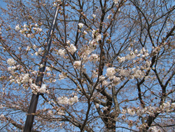 桜